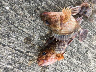 エビ撒きで底狙い