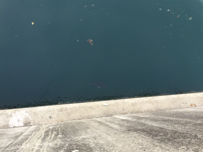 モソモソっとコウイカ！