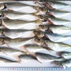 アジング&メバリング