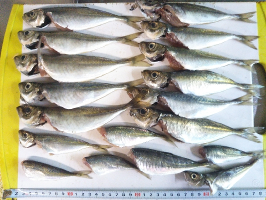 アジング&メバリング