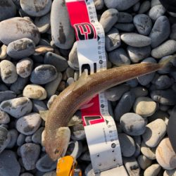 サーフでエソゲット！…青物はお留守