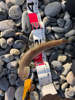 サーフでエソゲット！…青物はお留守