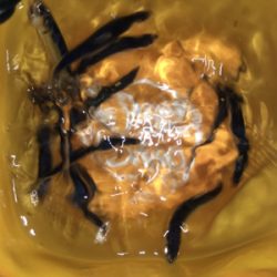 マイクロテンヤとサビキ釣り