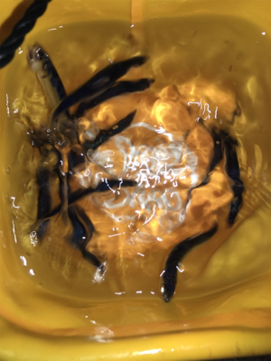 マイクロテンヤとサビキ釣り