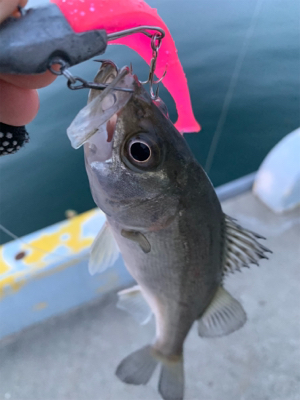 久々の朝まづめシーバス♫