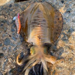 GWアオリイカ釣果!