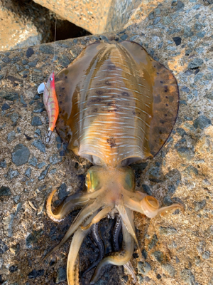 GWアオリイカ釣果!