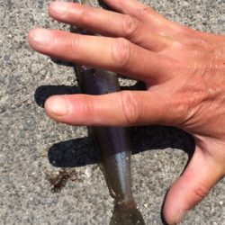 カレイの活性上がった?