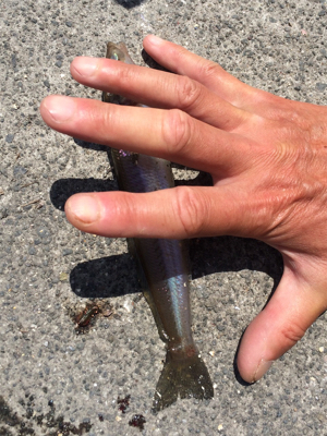 カレイの活性上がった?