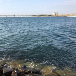 プラッキングで初メバル