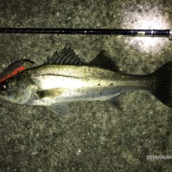 ナイトシーバス