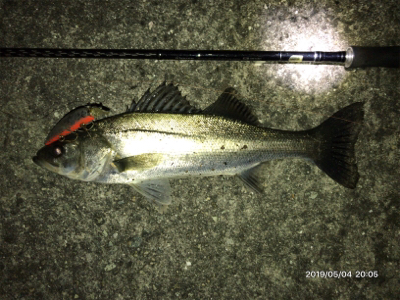 ナイトシーバス