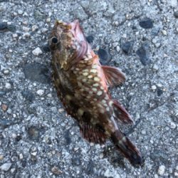 エサとワームで釣れるのは