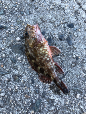 エサとワームで釣れるのは