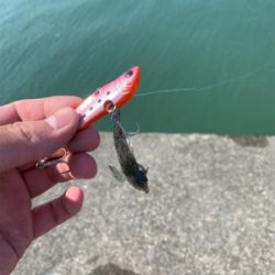 投げ釣りとヒラメ狙い