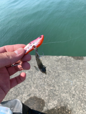 投げ釣りとヒラメ狙い