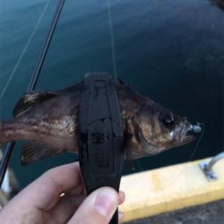 アジを求めて⑨