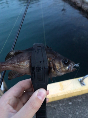 アジを求めて⑨