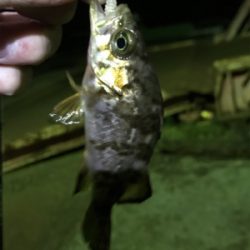 激シブメバリング