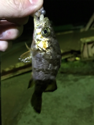 激シブメバリング