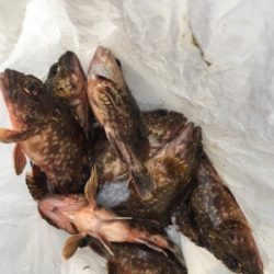 ガシリング 釣行