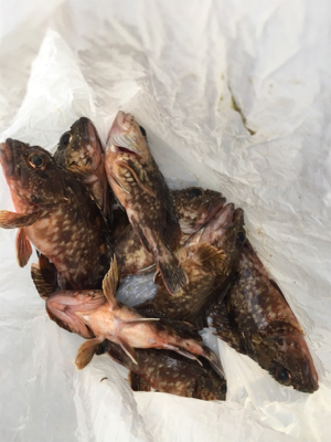 ガシリング 釣行