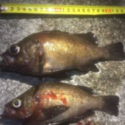 GWプラッキングメバル