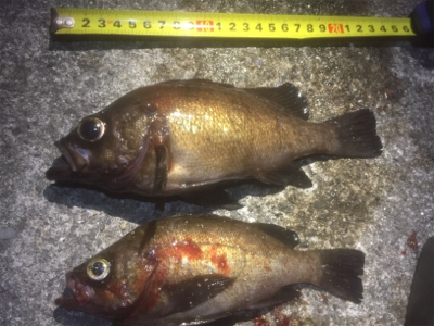 GWプラッキングメバル