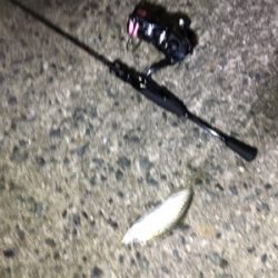 尺アジ来てます