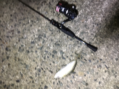 尺アジ来てます