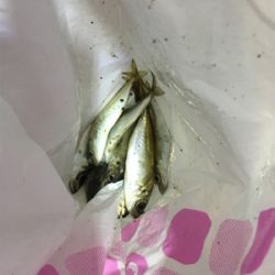 ナイトアジング