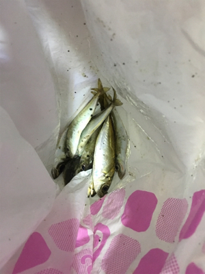 ナイトアジング