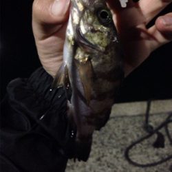 久しぶりのアジゲット