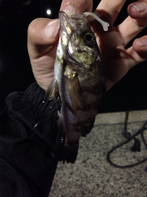 久しぶりのアジゲット