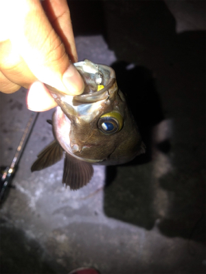 爆風メバリング