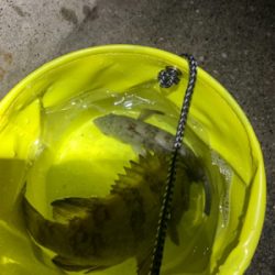 三崎 メバリング