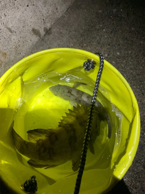 三崎 メバリング