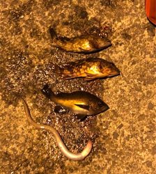 GW最終の五目ランガン