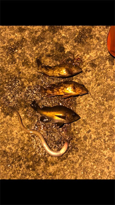 GW最終の五目ランガン