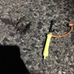 別のイカに出会った