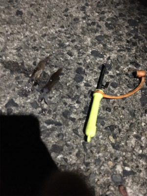 別のイカに出会った