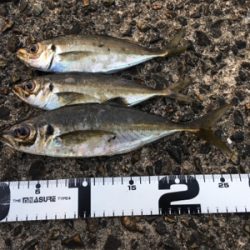 ナイトアジング