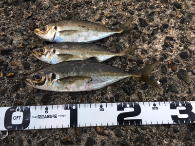 ナイトアジング