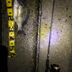 ゴールデンウィーク最後はチニング