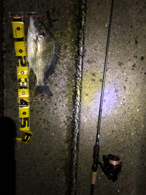 ゴールデンウィーク最後はチニング