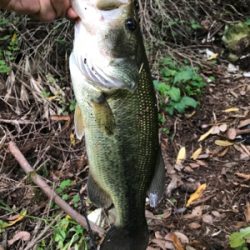 まさかのゲスト