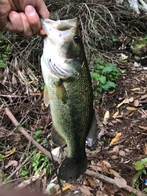 まさかのゲスト