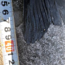 記録更新！ならず！