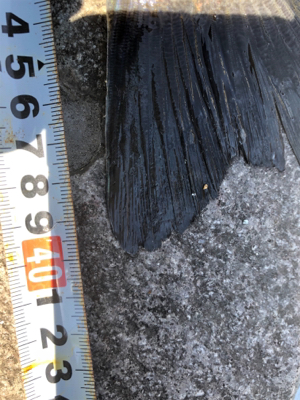 記録更新！ならず！