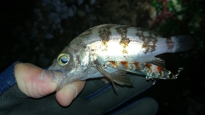 ナイトメバリング